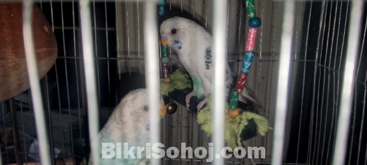 বাজ্রিগার পেয়ার budgerigar bajigar